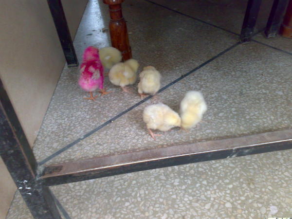 All Chicks Together