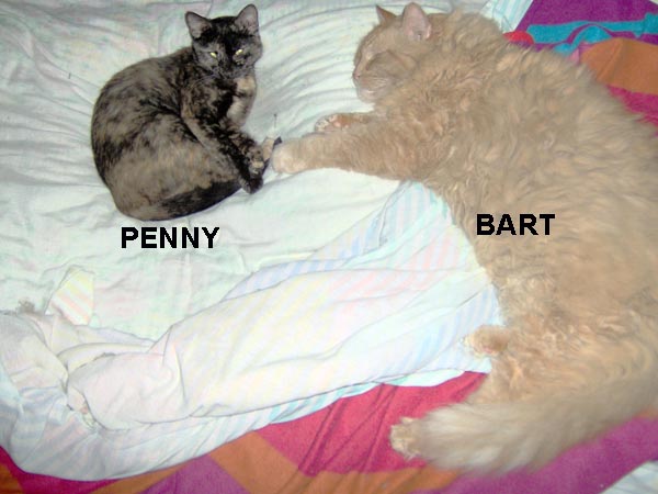 BART, PENNY 26 pounds of love and 4 pounds ofr purr machine.