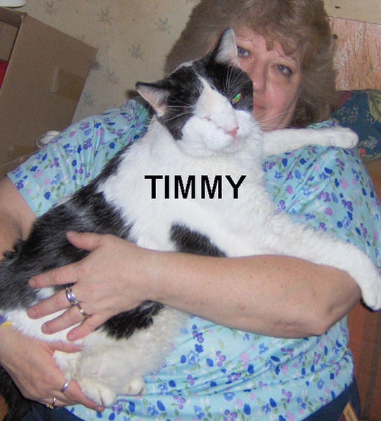 TIMMY all most 40 pounds, mommies lover, lost an eye when he was a kitten.