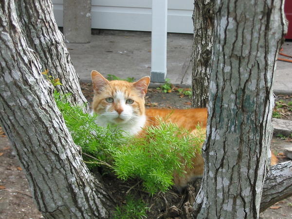 Sammy sitting in a tree for some reason.  What a handsome face he has!  It's no wonder he was so popular with the ladies before he got neutered.