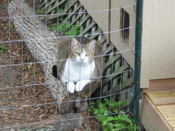Thumper who doesn't play well with others gets his own private yard with an air conditioned shed and a log to scratch on.  Don't tell me my cats are spoiled. *lol*