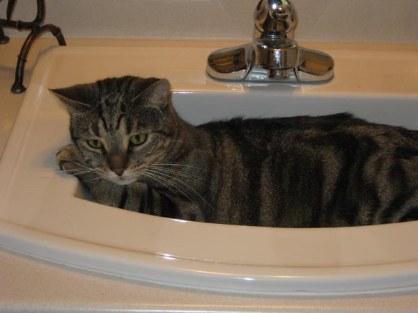 Abigail loves the sink