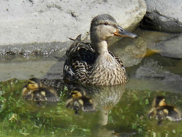 Mama and three ducklings