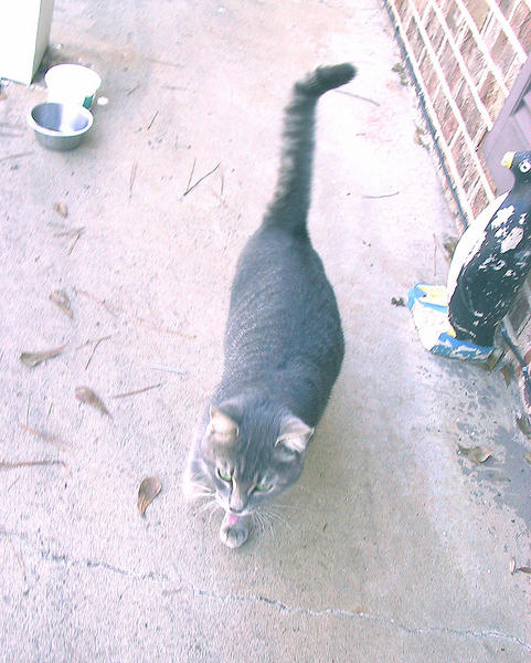 Tab on my front porch, 2006.  Note his tongue sticking out.