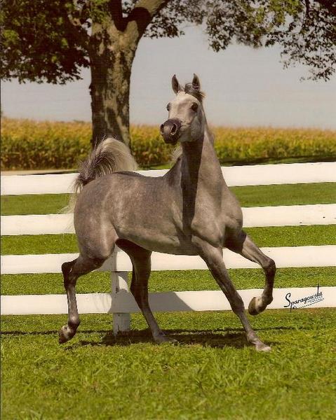 Ansata Nile Prinse (not mine but a stallion we've bred to) He was sold after the breeding to Egypt!!