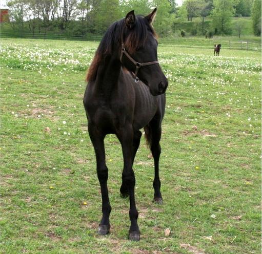 Haliah Gorgeous solid black filly that we sold!