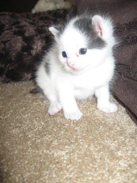 new white and black kitten