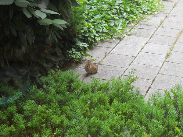 There's a bunny on the patio! 7/1/11