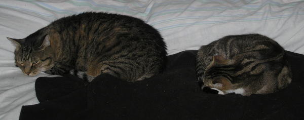 Tabbies of different stripes - Oscar and Zoe. <3
