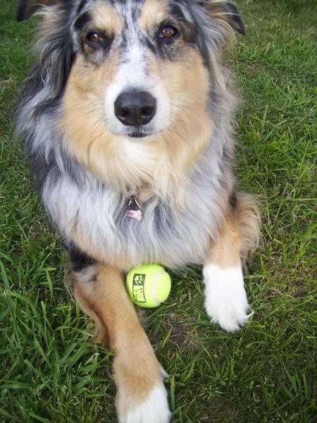 Bella with her Tennis ball