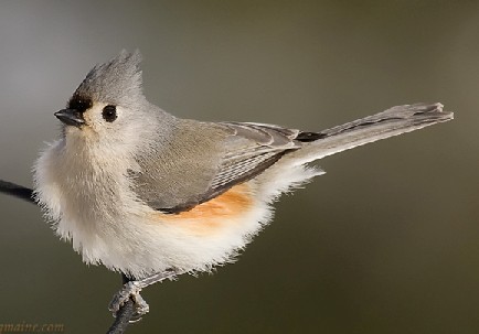 tufted titmouse1