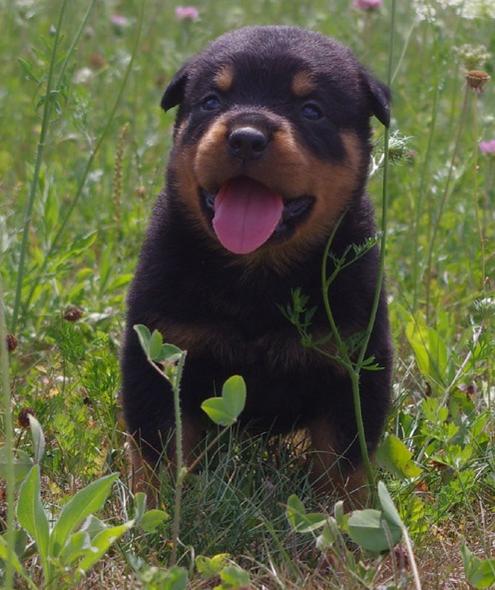 Apollo <3

Apollo - 3weeks old