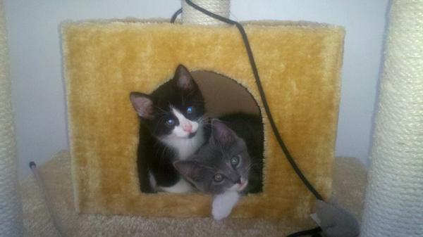 walter and dj in cat tree