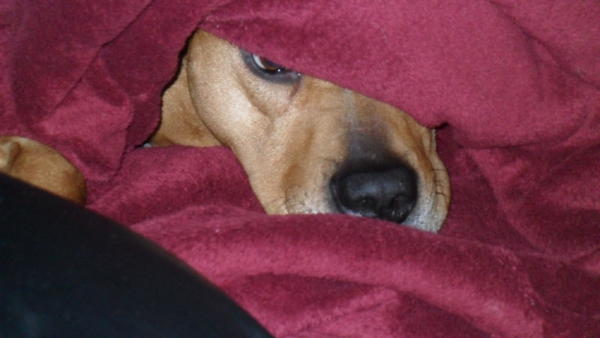 G under covers:
Guerrero loves to be warm