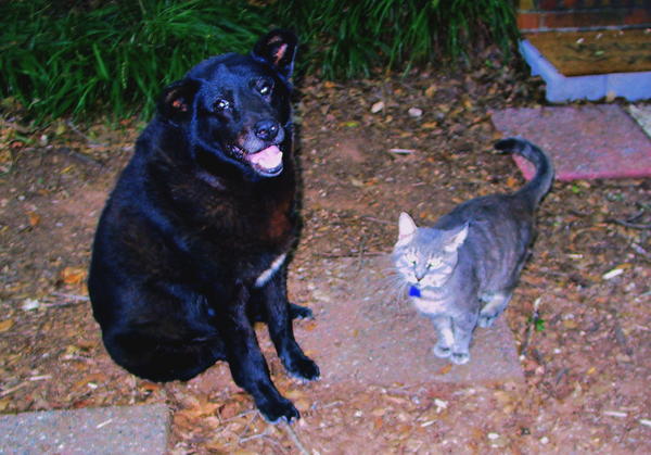 Sept. 2011: Tab with his good friend, Sadie, the neighbor-dog.