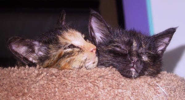 Tyli & Cami, sleepy in top level of cat tree