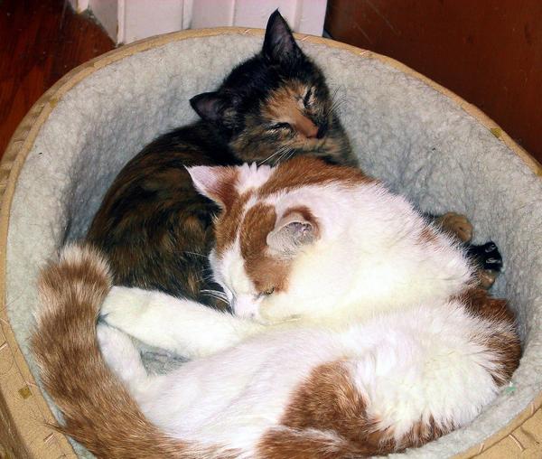 Tyli cuddles with Cato.  This was one of Cato's last photos.