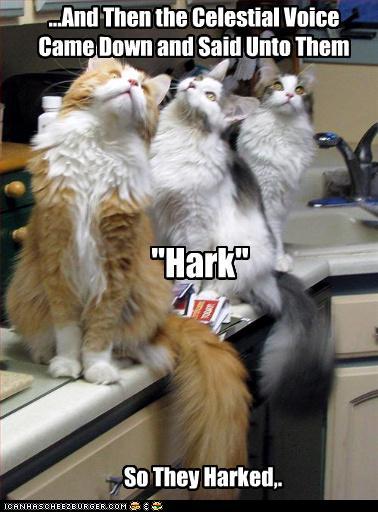 Kitties Harking