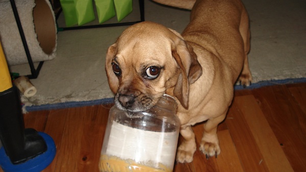 Sophie, our basset hound/pug mix we rescued when she was 7... still looks like a puppy, and has her moments when she acts like it too.  Here she is with one of her most prized possessions... an almost-empty peanut butter jar!