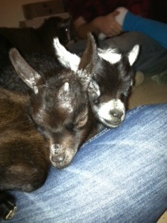 They fell asleep on my lap :)