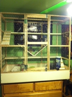 Their cage (my dad built it)