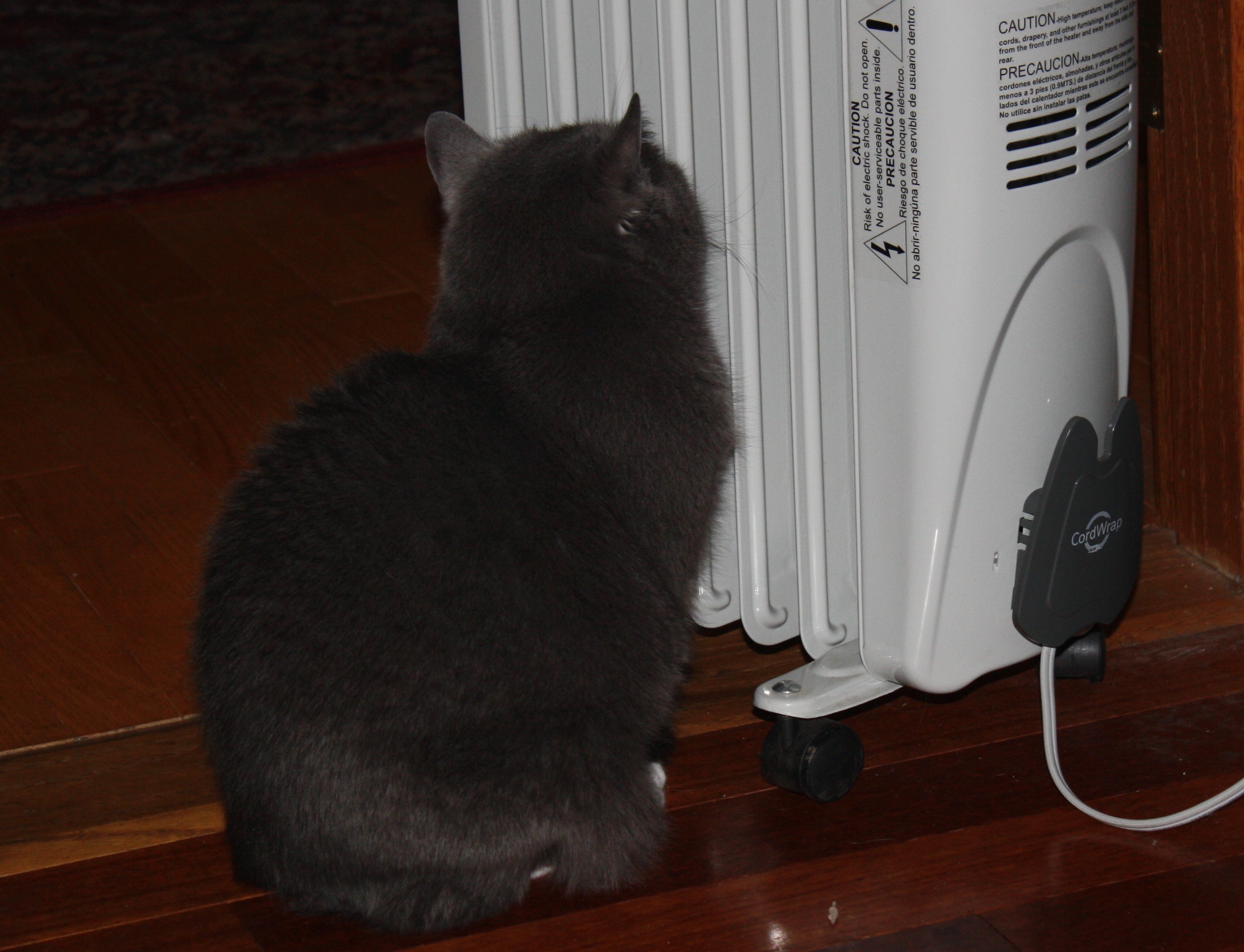 Lulu at radiator 1