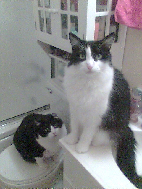 Crunch and Whiskers in bathroom