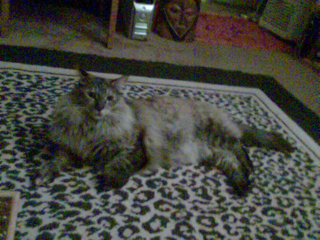 Miss Kitty on leopard rug