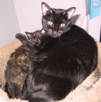 Miette & Cami cuddling in top of cat tree