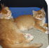 Click image for larger version. 

Name:	Alani&Blaze&Other Cats-7-17-10 049.jpg 
Views:	94 
Size:	80.9 KB 
ID:	54240