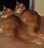 Click image for larger version. 

Name:	New Cat Pics-4-21-12 096-Alani&Blazecropped&resized.jpg 
Views:	94 
Size:	254.4 KB 
ID:	54242