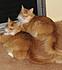Click image for larger version. 

Name:	New Cat Pics-4-21-12 088-Alani&Blazecropped.jpg 
Views:	361 
Size:	456.3 KB 
ID:	54243