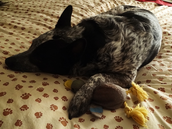 61 One of only 2 toys Flicka hasnt destroyed He loves Quacky Duck