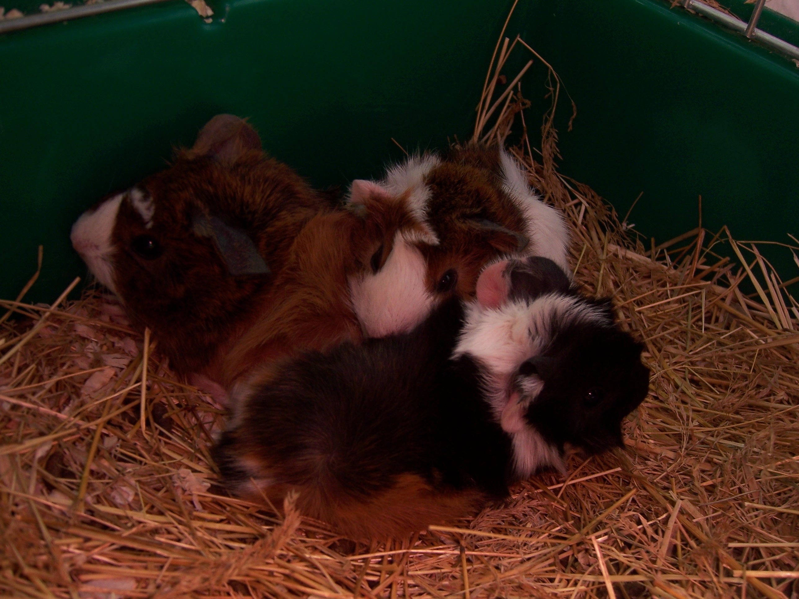 Iris, Helios and Freja, only a few days old