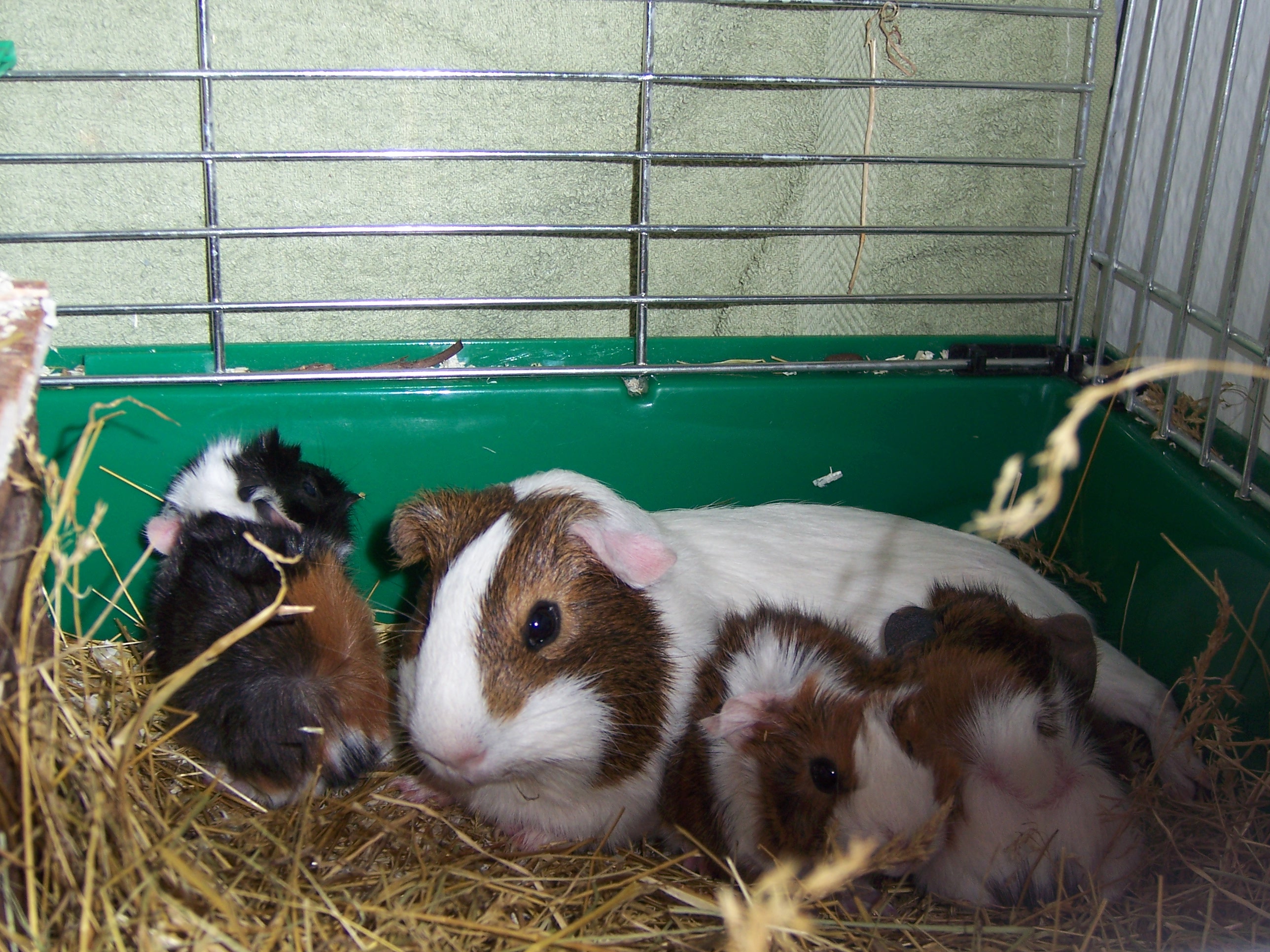 Mother Guinevere relaxing with her babies