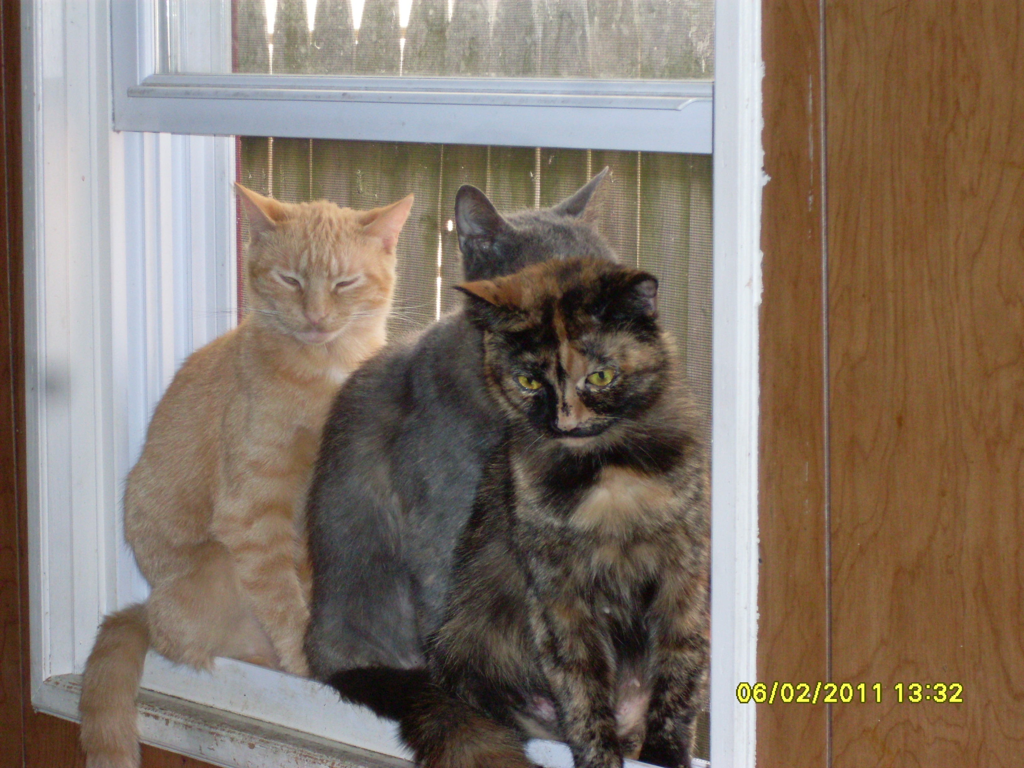 Gemini sitting in the window with two of her daughters Peanut and Olivia.