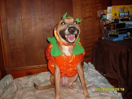 Sadie in her Pumpkin costume