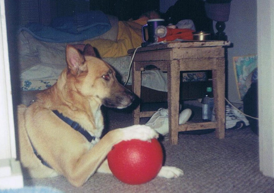 Cheyenne guarding her ball