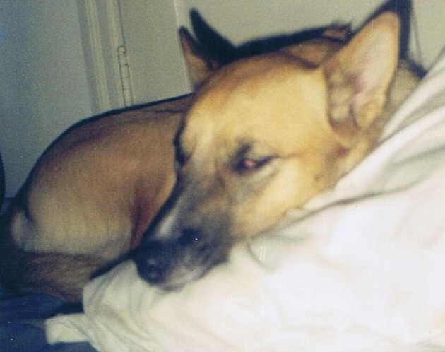 Cheyenne Sleeping on her bed 2000