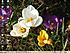 Click image for larger version. 

Name:	crocus.jpg 
Views:	31 
Size:	596.8 KB 
ID:	58243