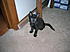 Click image for larger version. 

Name:	Aug 18 2008 - kittens, Clover, bee sting 007.jpg 
Views:	145 
Size:	795.2 KB 
ID:	59530