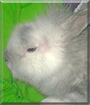 Name:  bunny.jpg
Views: 596
Size:  11.3 KB