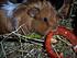 Theia enjoying some bell pepper