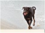 Jesse as a PUP on the beach at Fenwick