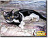 Click image for larger version. 

Name:	reggietuxedocatoftheday.jpg 
Views:	57 
Size:	47.6 KB 
ID:	39084