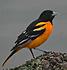 oriole