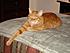 Click image for larger version. 

Name:	lounging orange tiger.jpg 
Views:	88 
Size:	65.1 KB 
ID:	31183