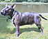 Click image for larger version. 

Name:	bull-terrier.jpg 
Views:	167 
Size:	25.7 KB 
ID:	38642