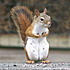 Click image for larger version. 

Name:	SQUIRREL_RIGHT.jpg 
Views:	115 
Size:	158.4 KB 
ID:	44027