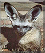Name:  fox.jpg
Views: 169
Size:  12.3 KB